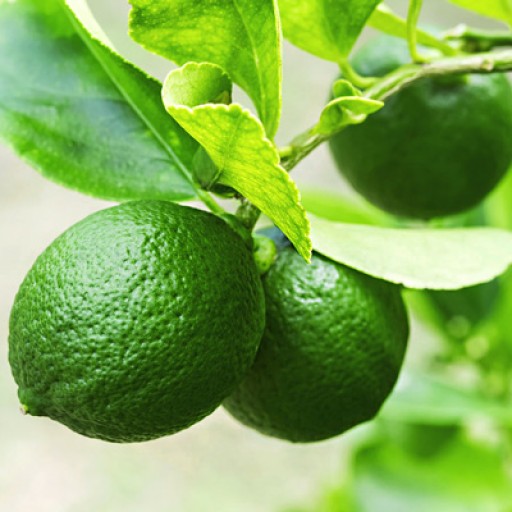  عکس لیمو ترش